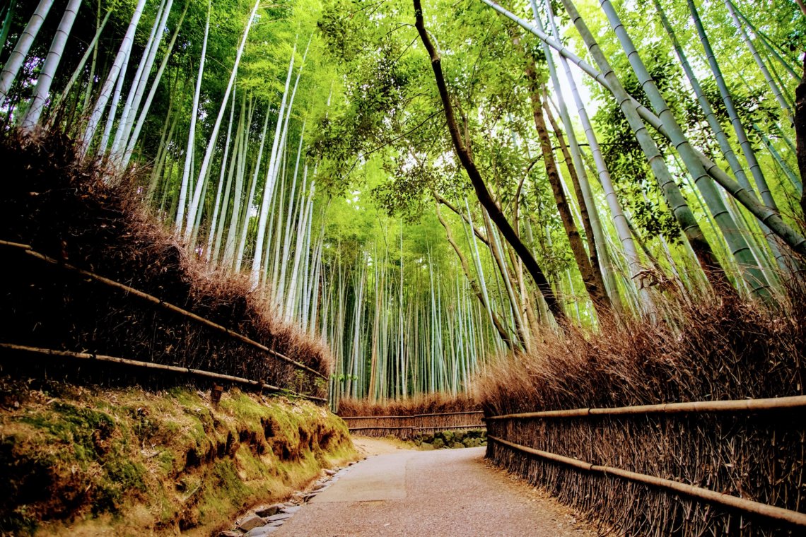 Arashiyama bamboo grove Kyoto Japan