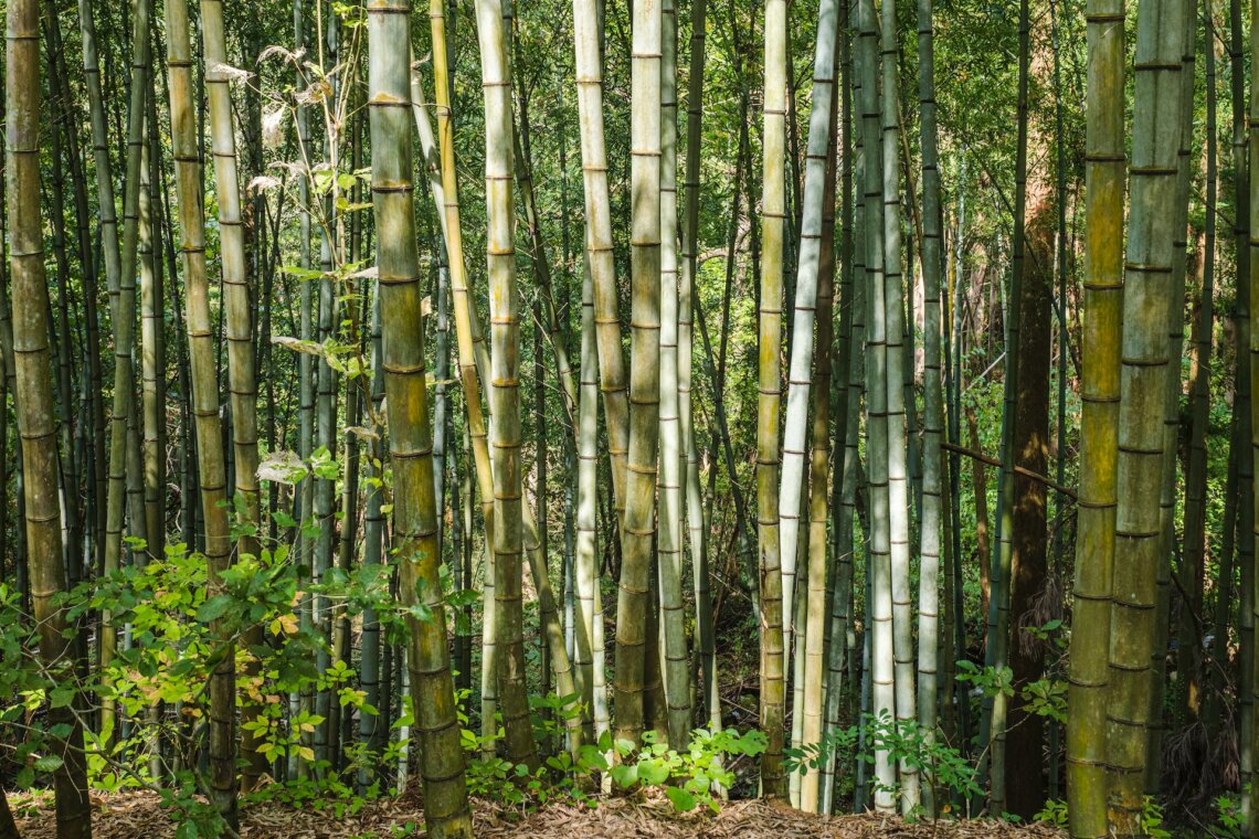 bamboo forest near magome japan