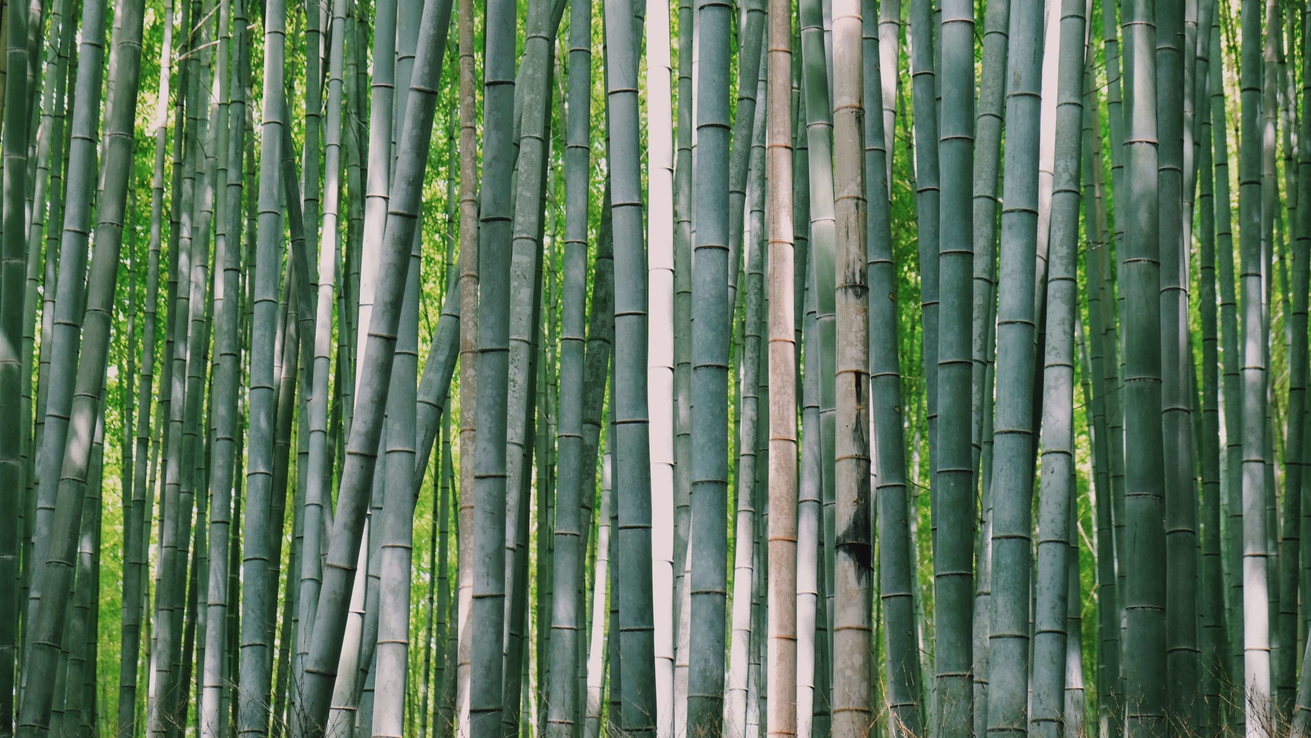 Bamboo grove Kyoto Japan
