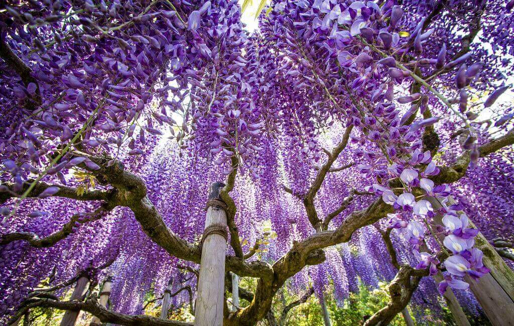 wisteria tree in japan